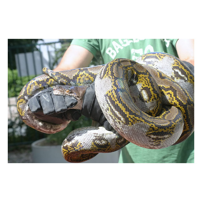 HexArmor Hercules R8E 3180 Animal Gloves Gloves.co.uk